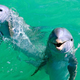 Two supposedly intelligent, perceptive marine mammals.